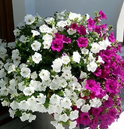 Zeitlos Guest house Wagrain