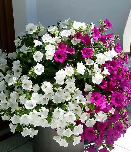 Zeitlos Penzion Wagrain